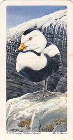 1970 Brooke Bond (Red Rose Tea) North American Wildlife in Danger #1 Labrador Duck Front