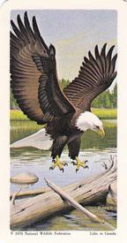 1970 Brooke Bond (Red Rose Tea) North American Wildlife in Danger #25 Bald Eagle Front