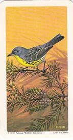 1970 Brooke Bond (Red Rose Tea) North American Wildlife in Danger #29 Kirtland's Warbler Front