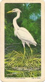 1970 Brooke Bond (Red Rose Tea) North American Wildlife in Danger #40 Great White Heron Front