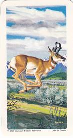 1970 Brooke Bond (Red Rose Tea) North American Wildlife in Danger #45 Pronghorn Front