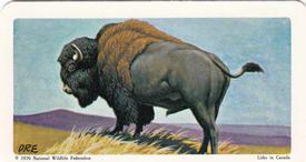 1970 Brooke Bond (Red Rose Tea) North American Wildlife in Danger #46 Bison Front