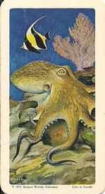 1971 Brooke Bond (Red Rose Tea) Exploring the Ocean #31 Octopus Front