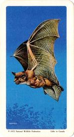 1972 Brooke Bond (Red Rose Tea) Animals and Their Young #6 Little Brown Bat Front