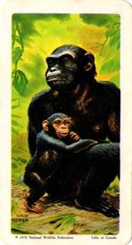 1972 Brooke Bond (Red Rose Tea) Animals and Their Young #8 Chimpanzee Front
