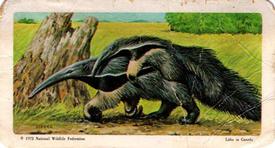 1972 Brooke Bond (Red Rose Tea) Animals and Their Young #9 Giant Anteater Front