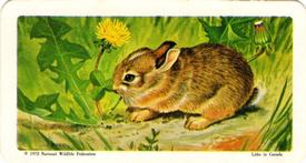 1972 Brooke Bond (Red Rose Tea) Animals and Their Young #12 Eastern Cottontail Front