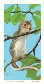 1972 Brooke Bond (Red Rose Tea) Animals and Their Young #16 Eastern Gray Squirrel Front
