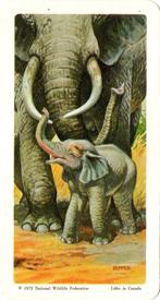 1972 Brooke Bond (Red Rose Tea) Animals and Their Young #35 African Elephant Front