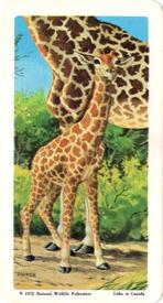 1972 Brooke Bond (Red Rose Tea) Animals and Their Young #45 Giraffe Front