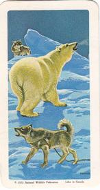 1973 Brooke Bond (Red Rose Tea) The Arctic #30 Polar Bear Front