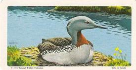 1973 Brooke Bond (Red Rose Tea) The Arctic #37 Red-Throated Loon Front