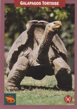 1992 Mundus Amicus Endangered Animals #2 Galapagos Tortoise Front