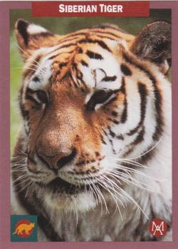 1992 Mundus Amicus Endangered Animals #5 Siberian Tiger Front
