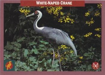 1992 Mundus Amicus Endangered Animals #6 White Naped Crane Front