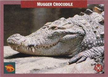 1992 Mundus Amicus Endangered Animals #8 Mugger Crocodile Front