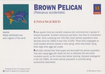 1992 Mundus Amicus Endangered Animals #11 Brown Pelican Back