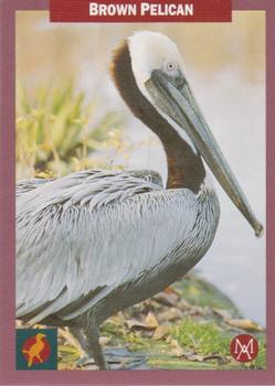 1992 Mundus Amicus Endangered Animals #11 Brown Pelican Front