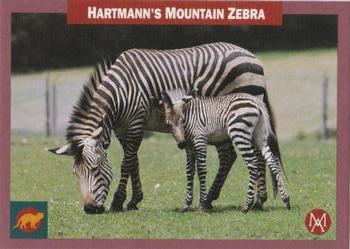 1992 Mundus Amicus Endangered Animals #19 Hartmann's Mountain Zebra Front