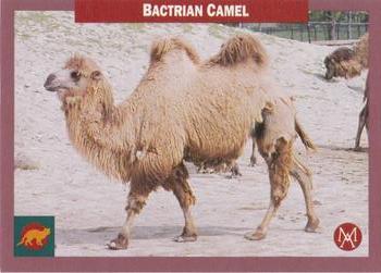 1992 Mundus Amicus Endangered Animals #26 Bactrian Camel Front