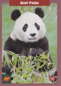 1992 Mundus Amicus Endangered Animals #33 Giant Panda Front