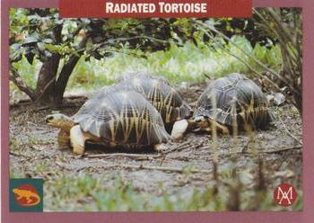 1992 Mundus Amicus Endangered Animals #41 Radiated Tortoise Front