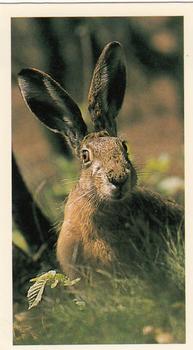 1987 Grandee Britain's Nocturnal Wildlife #3 Brown Hare Front