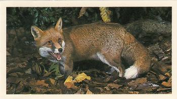 1987 Grandee Britain's Nocturnal Wildlife #5 Fox Front
