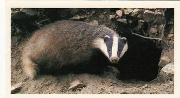 1987 Grandee Britain's Nocturnal Wildlife #6 Badger Front