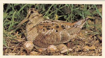 1987 Grandee Britain's Nocturnal Wildlife #10 Woodcock Front