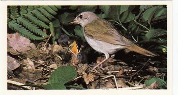 1987 Grandee Britain's Nocturnal Wildlife #14 Nightingale Front
