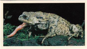 1987 Grandee Britain's Nocturnal Wildlife #15 Common Toad Front