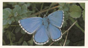 1983 Grandee British Butterflies #19 Adonis Blue Front