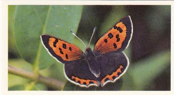 1983 Grandee British Butterflies #21 Small Copper Front