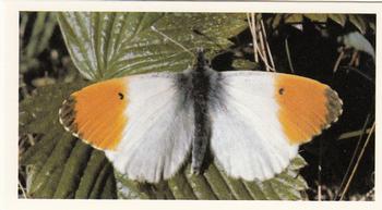 1983 Grandee British Butterflies #28 Orange Tip Front