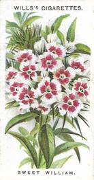 1910 Wills's Old English Garden Flowers #29 Sweet William Front