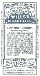 1910 Wills's Old English Garden Flowers #36 Common Broom Back