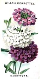 1910 Wills's Old English Garden Flowers #47 Candytuft Front