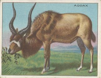 1909-10 Hassan Animal Series (T29) #NNO Addax Front