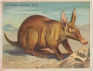 1909-10 Hassan Animal Series (T29) #NNO African Bush-pig Front