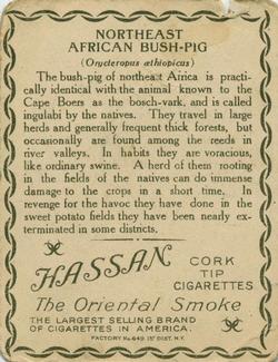 1909-10 Hassan Animal Series (T29) #NNO African Bush-pig Back