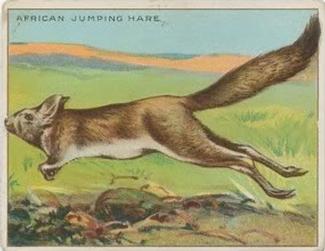 1909-10 Hassan Animal Series (T29) #NNO African Jumping Hare Front