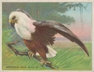 1909-10 Hassan Animal Series (T29) #NNO African Sea-Eagle Front