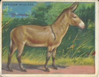1909-10 Hassan Animal Series (T29) #NNO African Wild Ass Front