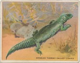 1909-10 Hassan Animal Series (T29) #NNO Arabian Thorny-tailed Lizard Front