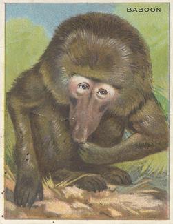 1909-10 Hassan Animal Series (T29) #NNO Baboon Front