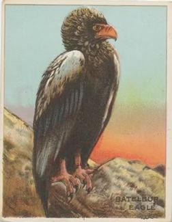 1909-10 Hassan Animal Series (T29) #NNO Bataleur Eagle Front
