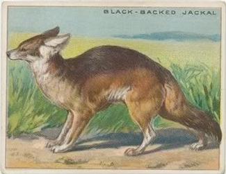 1909-10 Hassan Animal Series (T29) #NNO Black-backed Jackal Front