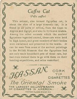 1909-10 Hassan Animal Series (T29) #NNO Caffre Cat Back