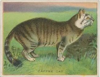 1909-10 Hassan Animal Series (T29) #NNO Caffre Cat Front